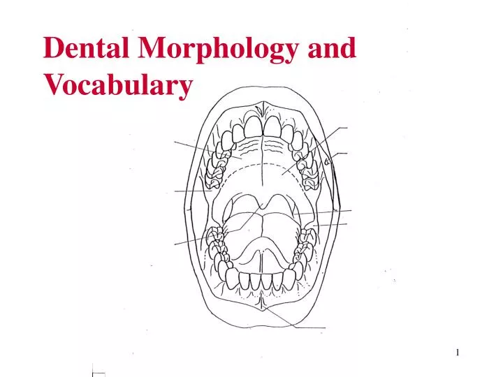 dental morphology and vocabulary n.