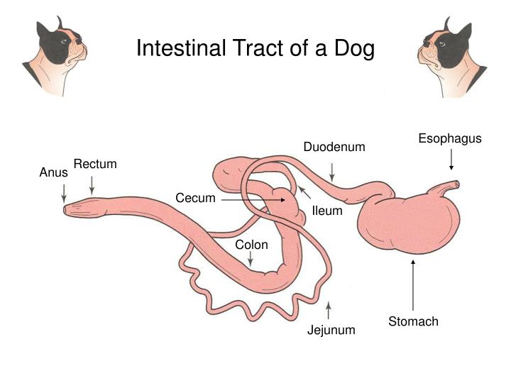 PPT - The Digestive System PowerPoint Presentation - ID:391031