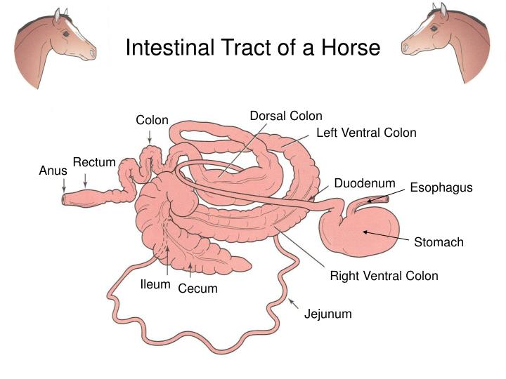 Horse Intestine Anatomy