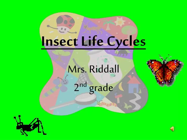 Stages Of Insect Life Cycle