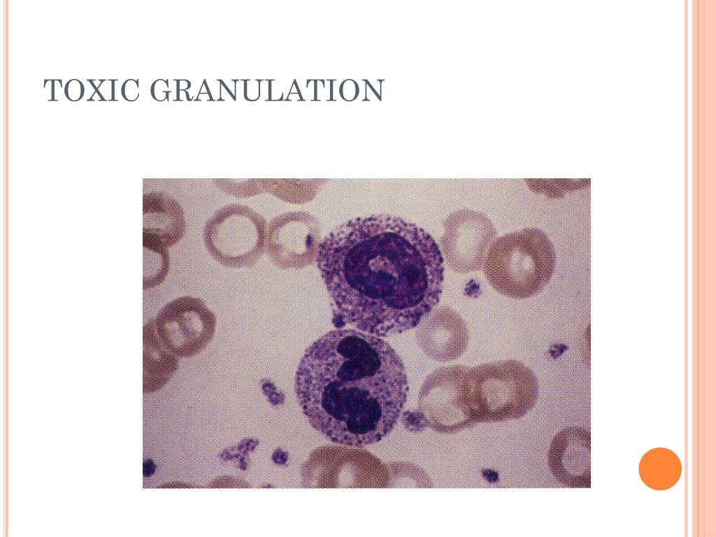 PPT STRUCTURE AND FUNCTION OF LEUKOPOIETIC TISSUE PowerPoint 