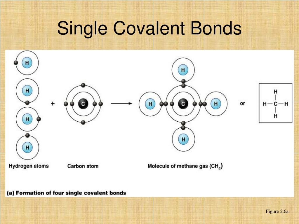 PPT - Biology Lab (1005L) PowerPoint Presentation, free download - ID ...