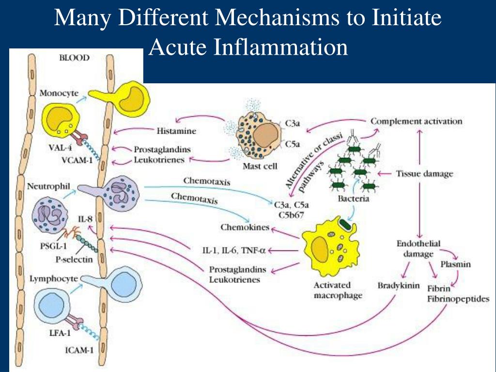PPT  Inflammation and Chemokines PowerPoint Presentation, free
