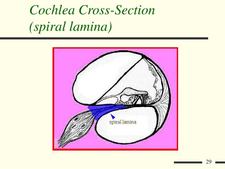 PPT Inner Ear PowerPoint Presentation ID394084