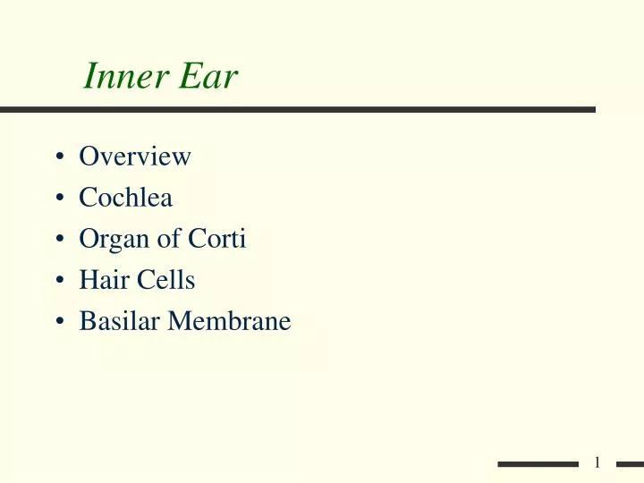 inner ear n.