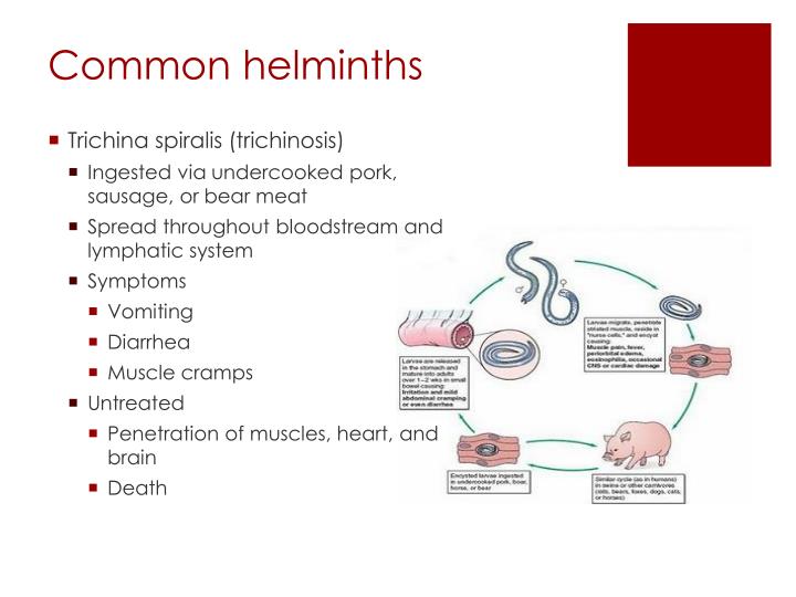 helminth infection diagnosis