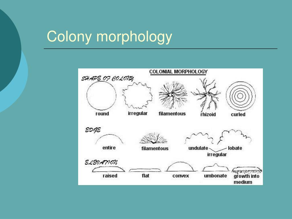 Round примеры. Colony Morphology. Stylistic Morphology. Morphology Definition. Morphology language иллюстрации.