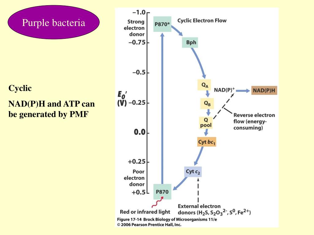 PPT - Fermentation: Catabolism of carbon in the absence of a terminal