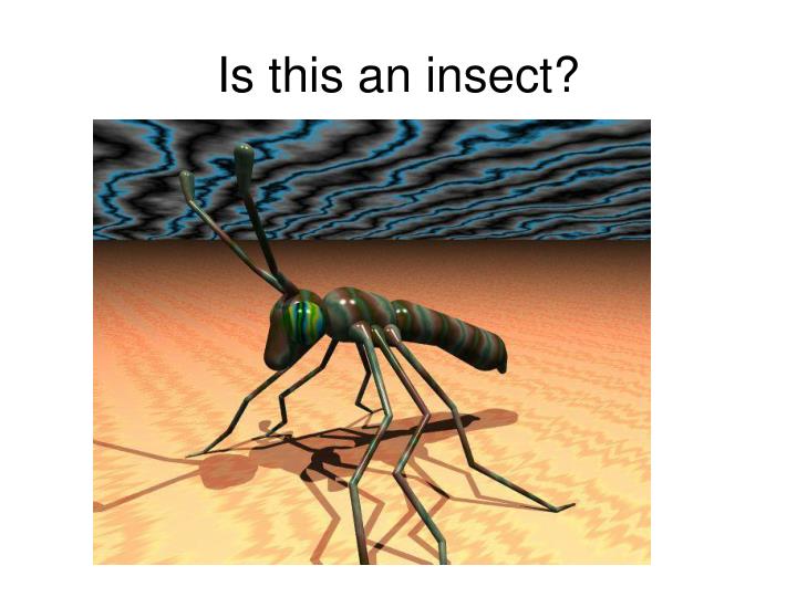 is this an insect n.
