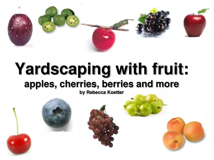 yardscaping with fruit apples cherries berries and more by rebecca koetter n.