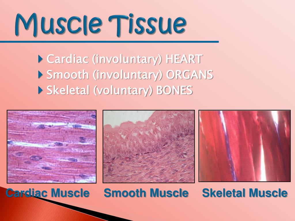 PPT - Tissues of the Body PowerPoint Presentation, free download - ID