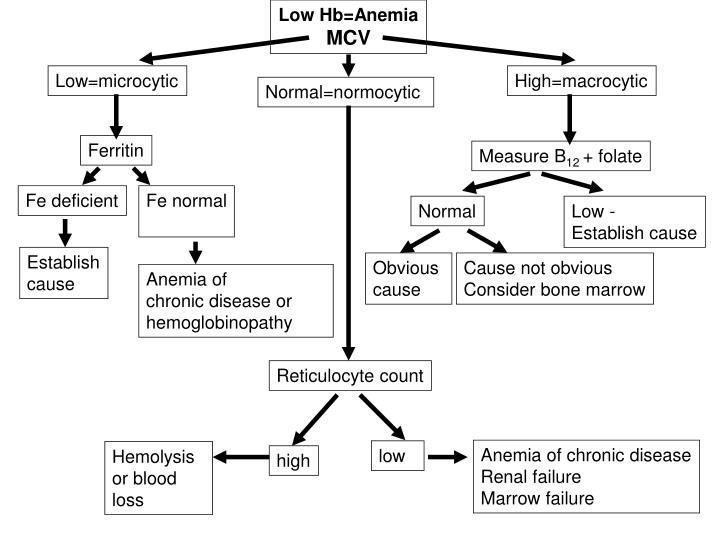 PPT Macrocytic anemia B12 & folate PowerPoint Presentation ID396268