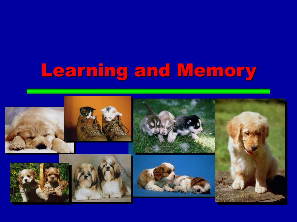 PPT - Learning and Memory PowerPoint Presentation, free download - ID:39671