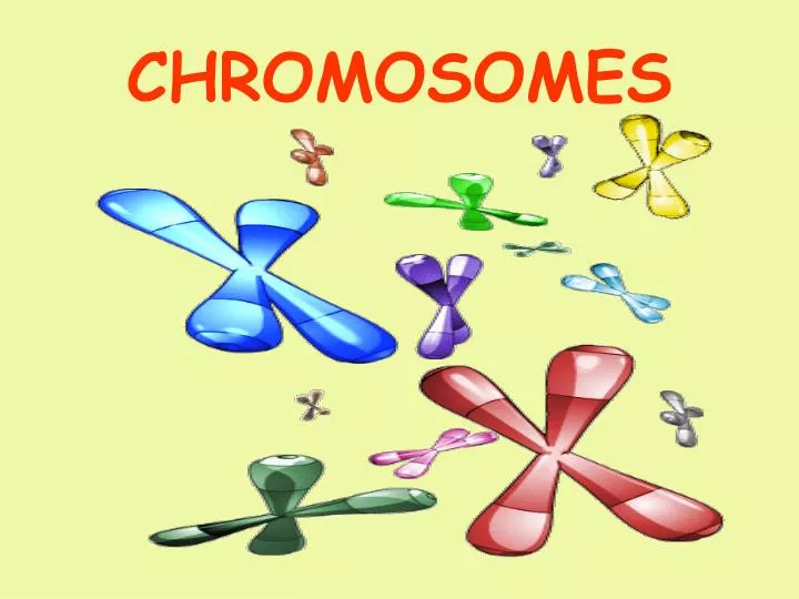 chromosomes n.