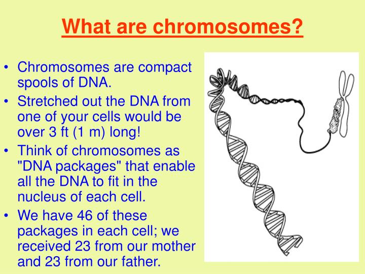 PPT - CHROMOSOMES PowerPoint Presentation - ID:39739