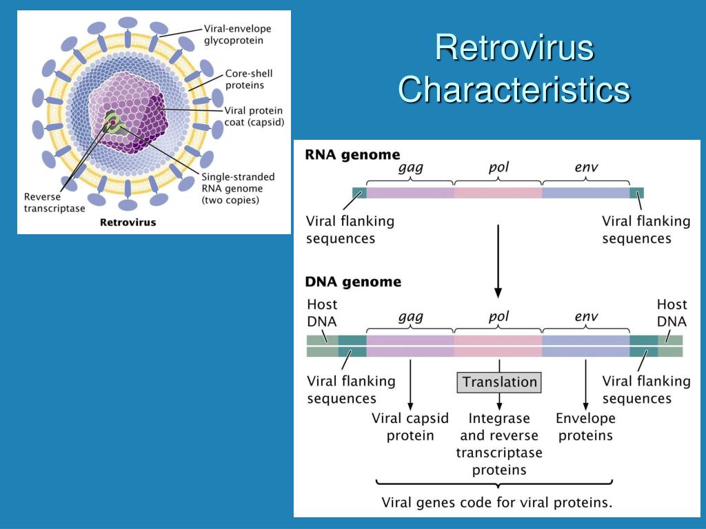 what does the term retrovirus mean