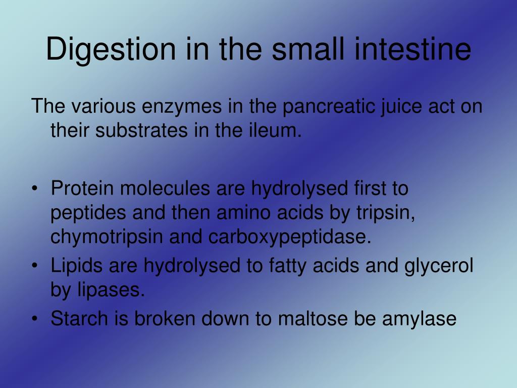 PPT - Digestion in the small intestine PowerPoint Presentation, free ...