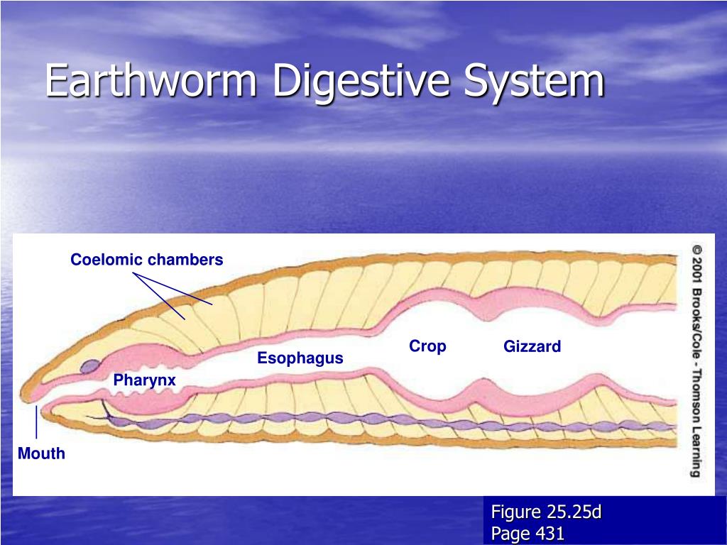coelomic fuid of earthworm effects coelomic fuid of earthworm effects
