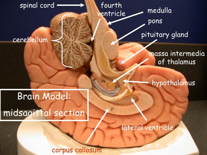 PPT - Brain Model: ventral aspect PowerPoint Presentation - ID:401684