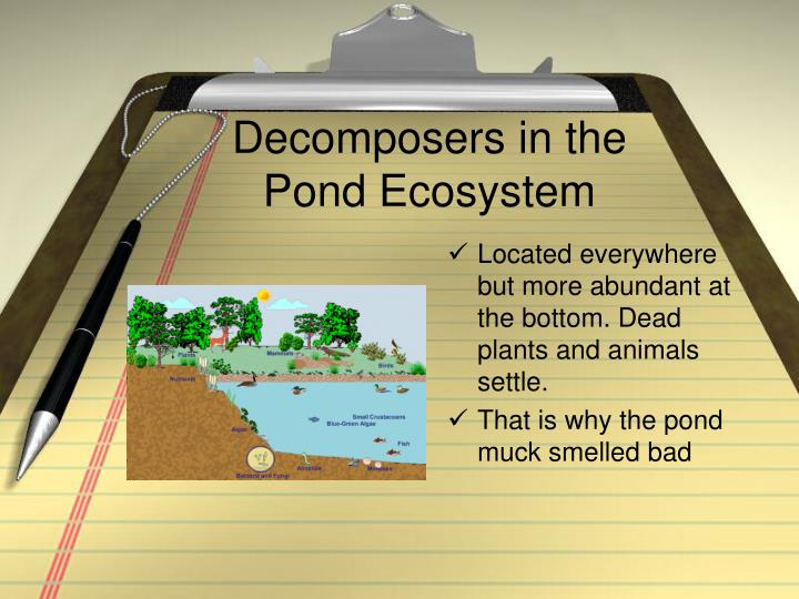 PPT The Role of in the Ecosystem PowerPoint Presentation