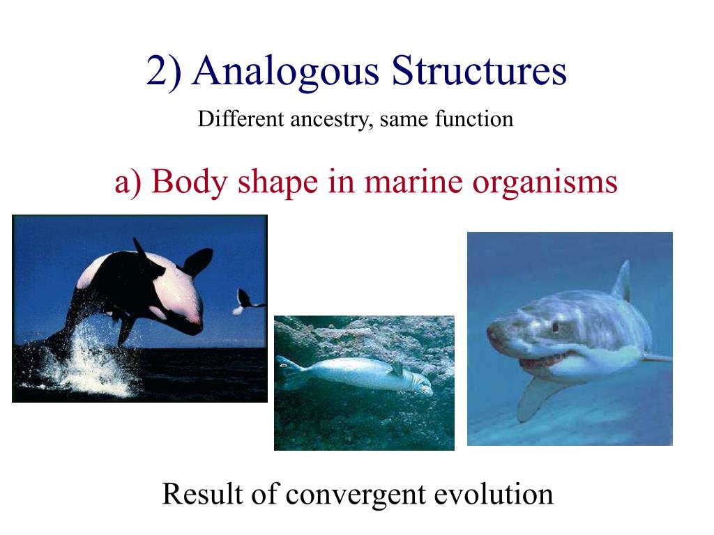 download analogous structures download analogous structures