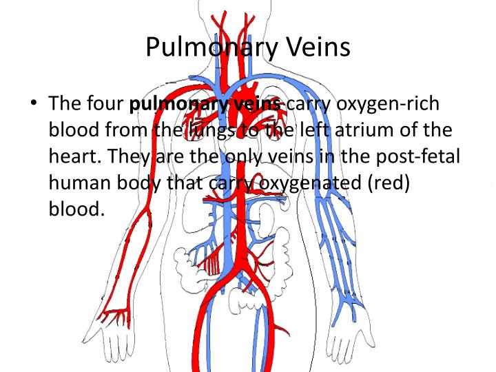 PPT - The Circulatory System PowerPoint Presentation - ID:404685