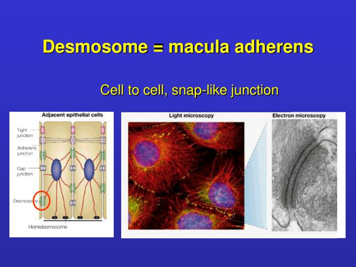Desmosomes Example PPT - Adhesion Cell junctions PowerPoint Presentation - ID:404906