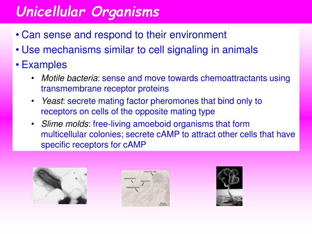 PPT - Hormones and Cell Signaling PowerPoint Presentation, free download -  ID:405011