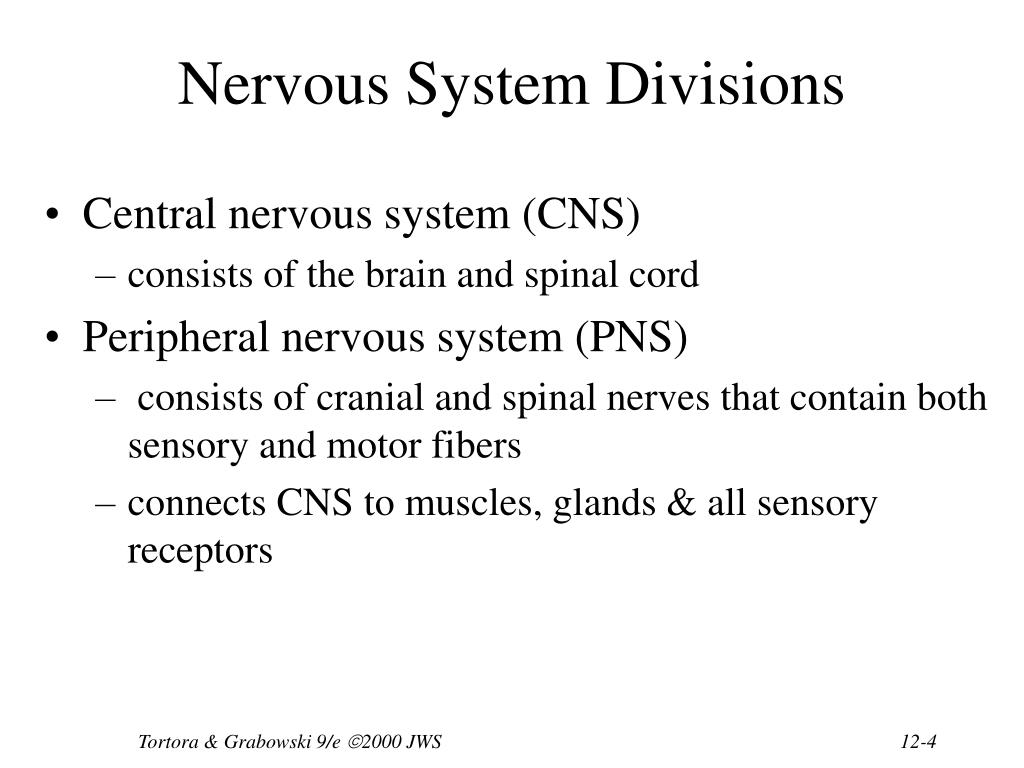 PPT - Chapter 12 Nervous Tissue PowerPoint Presentation, free download ...