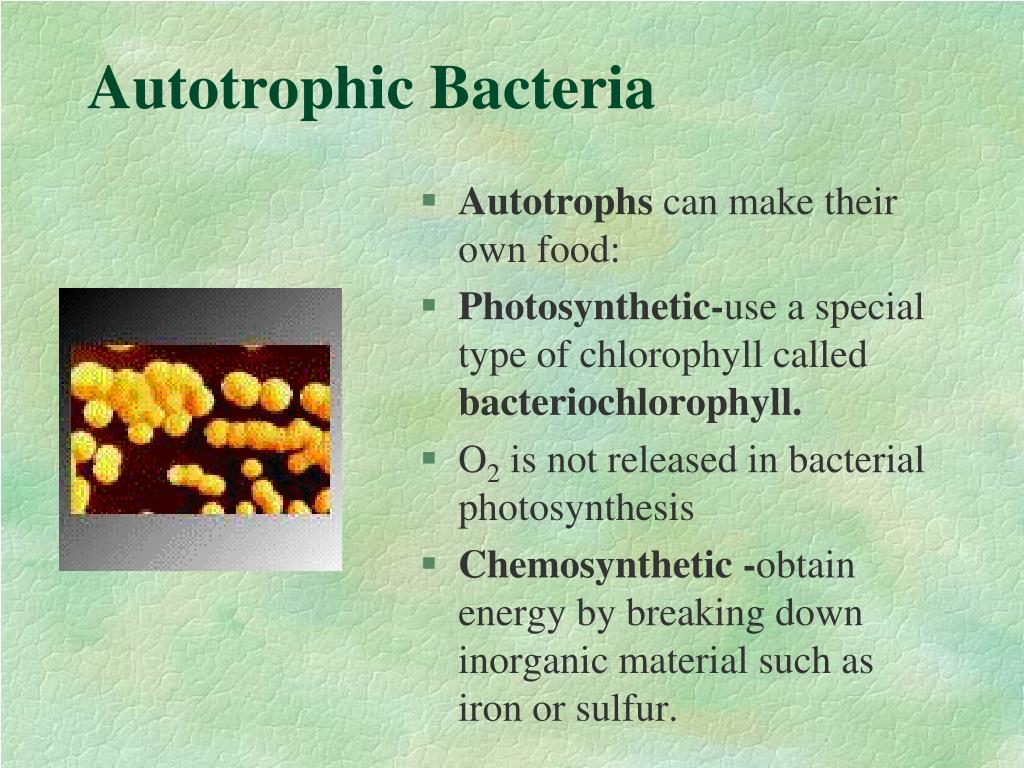 PPT The Bacteria PowerPoint Presentation Free Download ID 406411 autotrophic-cells