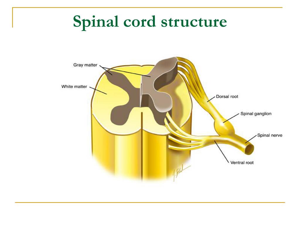 PPT - Spinal Cord lesions PowerPoint Presentation - ID:407568