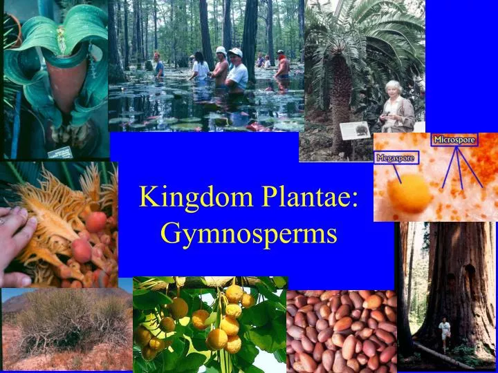 kingdom plantae kingdom plantae