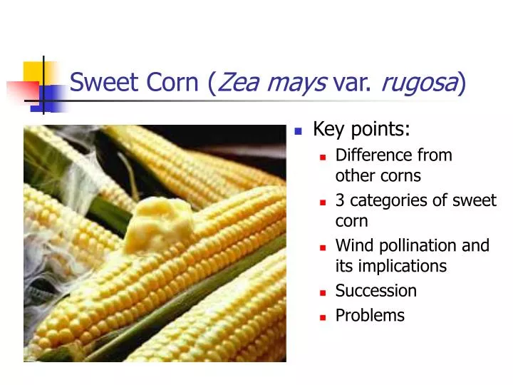 sweet corn zea mays var rugosa n.