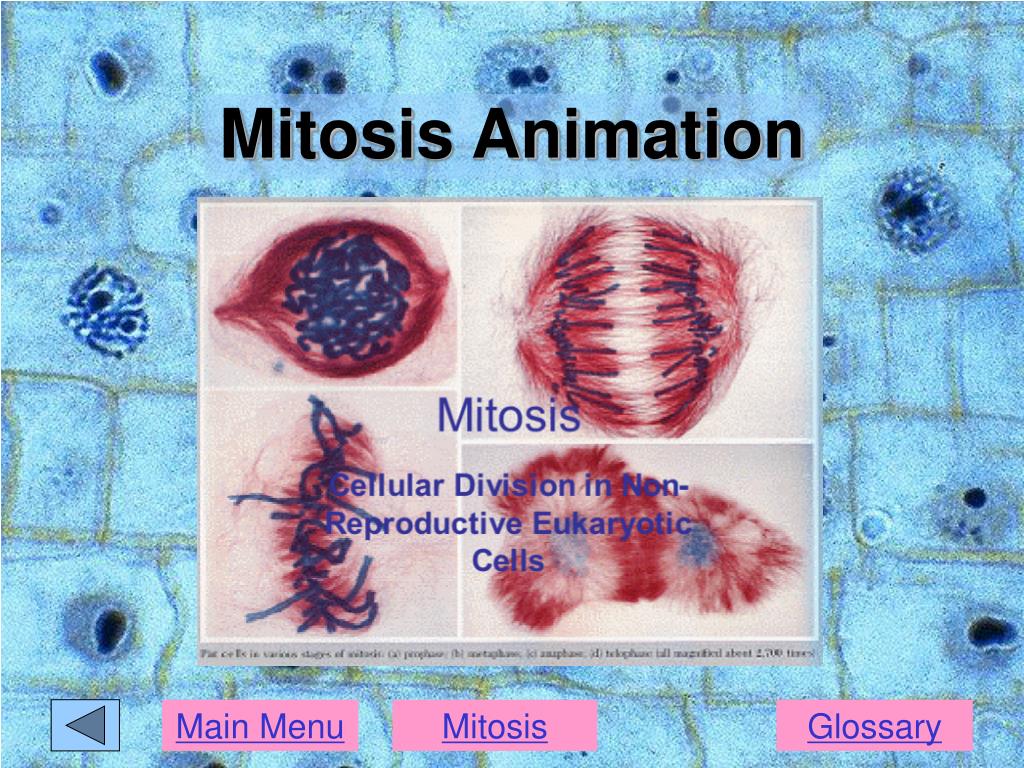 PPT Cell Cycle PowerPoint Presentation Free Download ID 409613