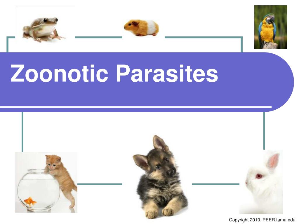 PPT - Zoonotic Parasites PowerPoint Presentation, free download - ID:409930
