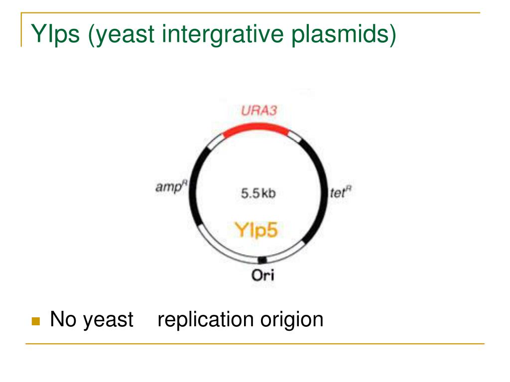 Плазмиды дрожжей. YRP плазмиды. PACYCDUET-1 плазмида. Yeast integration plasmid. Плазмида широкого круга хозев.