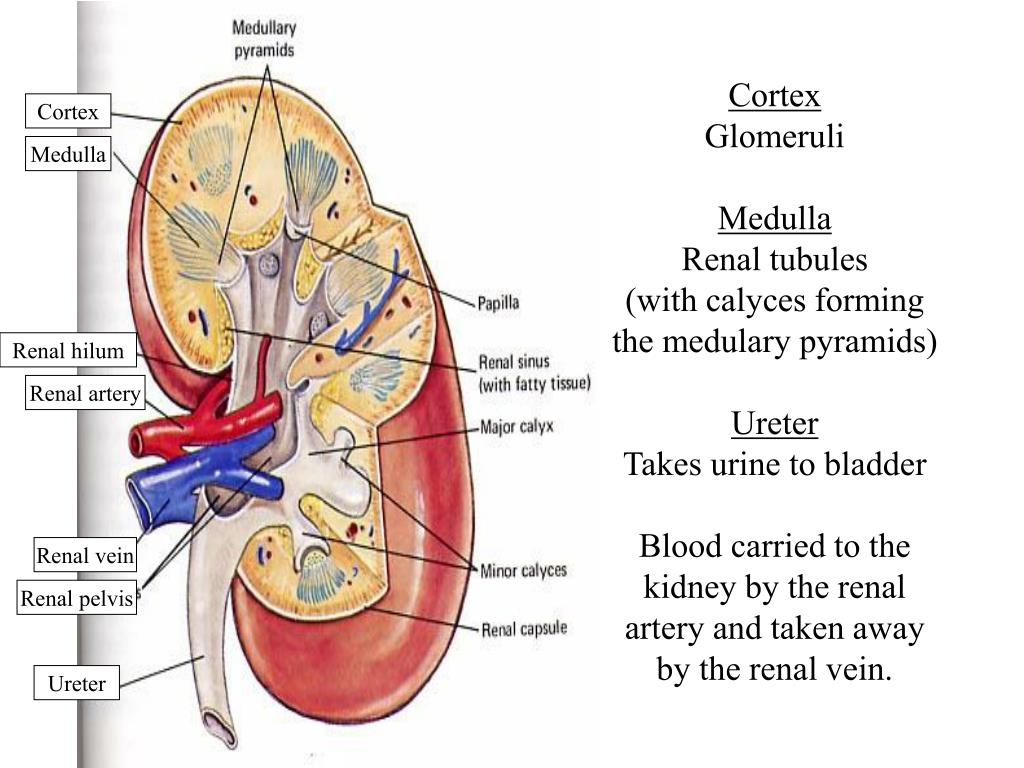 Ppt Anatomy Of The Urinary System Kidneys Urine Formation Lower
