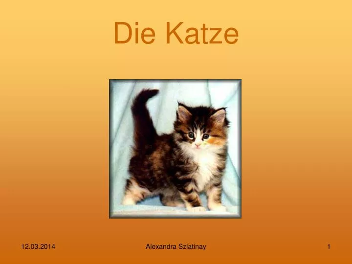 Präsentation über Katzen