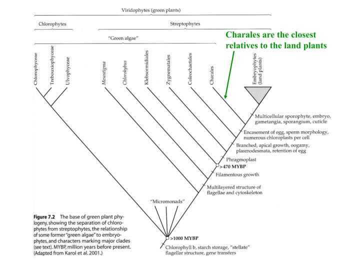 PPT - Charales are the closest relatives to the land plants PowerPoint ...
