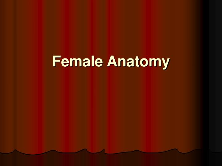female anatomy n.