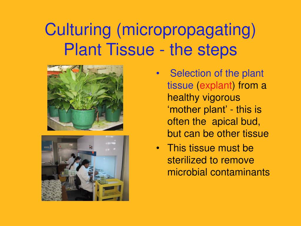 major steps in plant tissue culture essay Following is a brief account of the major hurdles in scaling up the plant cell cultivation: the next step towards plant tissue culture involves sterilization of. major steps in plant tissue culture essay Following is a brief account of the major hurdles in scaling up the plant cell cultivation: the next step towards plant tissue culture involves sterilization of.