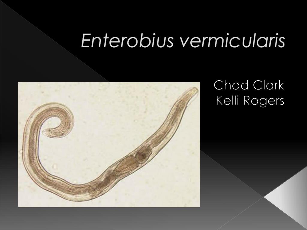 Enterobius vermicularis baba, Cérnagiliszta! Mászó babáknál könnyen előfordul!