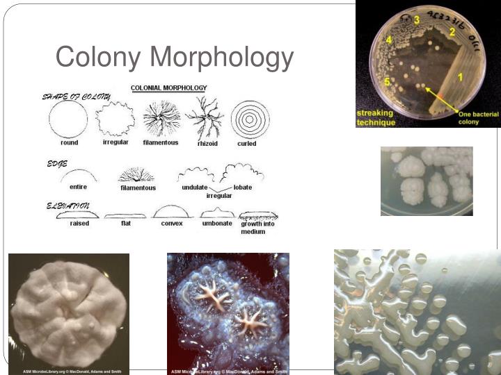 Colony Morphology Examples