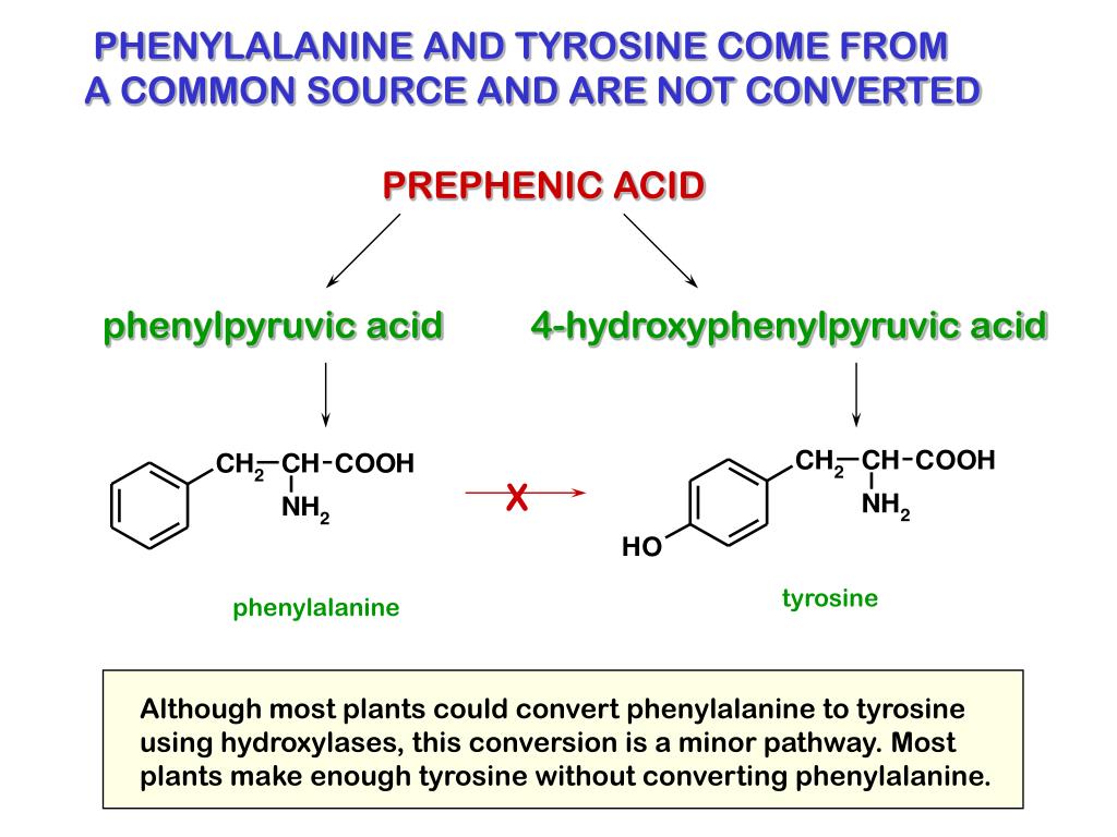 Тирозин что это такое. Фенилаланин в тирозин. Фенилаланин полимер. D L фенилаланин. 2-Фенилаланин.