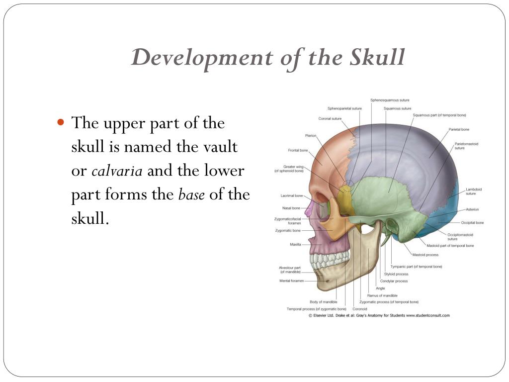 PPT - Functional anatomy of skull PowerPoint Presentation, free