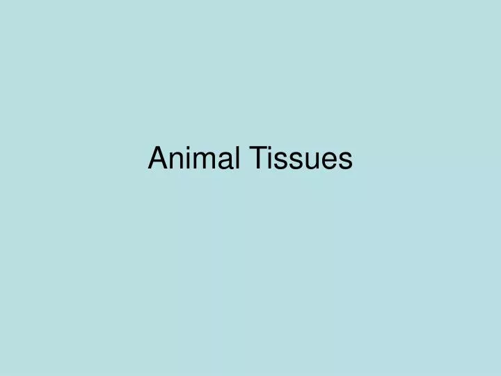 animal tissues n.