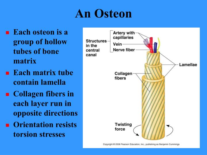PPT - BONES AND BONE TISSUES PowerPoint Presentation - ID:416539 Are The Telescoping Tubes Of Matrix Concentric Lamellae