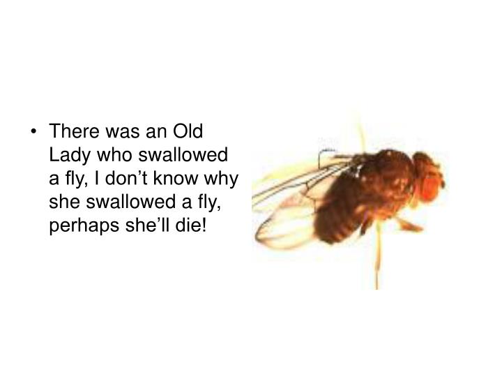 Ppt There Was An Old Lady Who Swallowed A Fly Powerpoint Presentation Id 4164 Ppt There Was An Old Lady Who Swallowed A Fly Powerpoint Presentation Id 4164