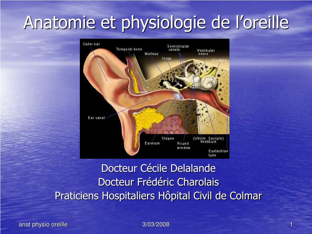 PPT - Anatomie et physiologie de l'oreille PowerPoint Presentation, free  download - ID:417154