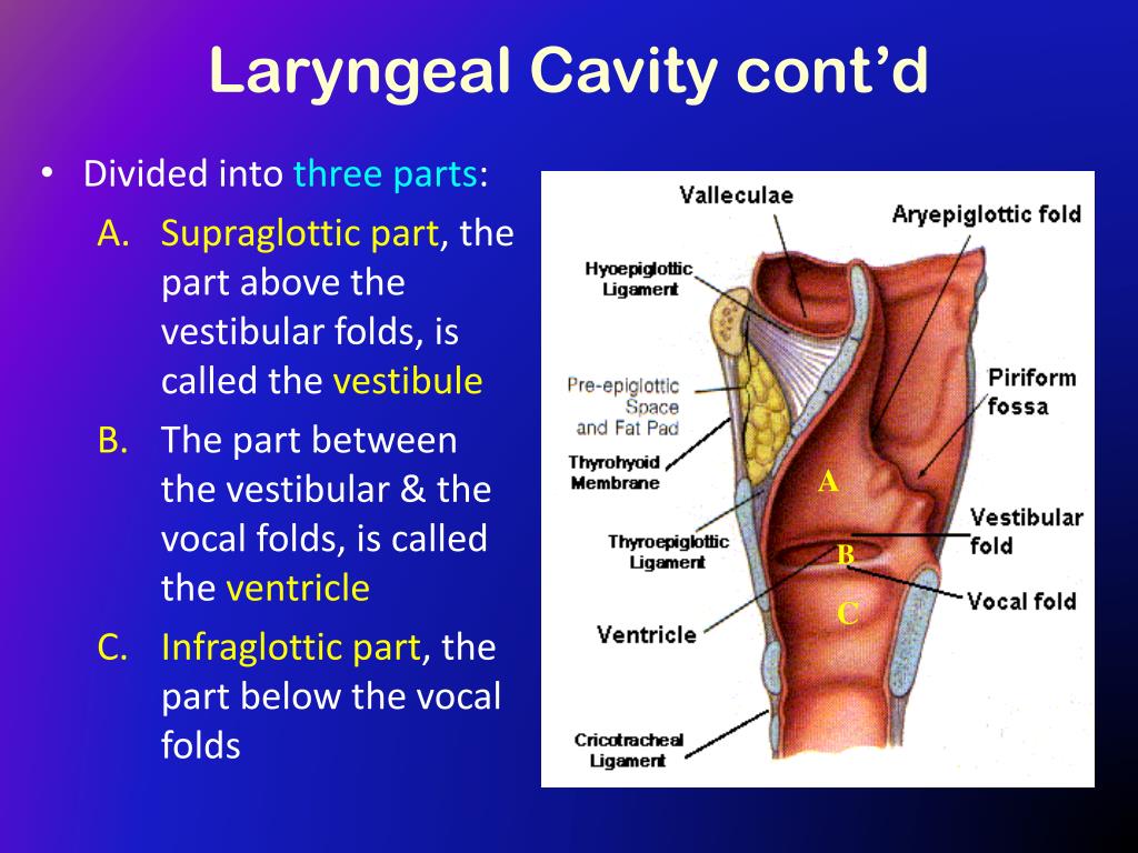 Ppt The Larynx Powerpoint Presentation Free Download Id417368